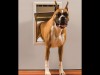 large-pet-door-2ufcy2wpm22agfixetvr4a